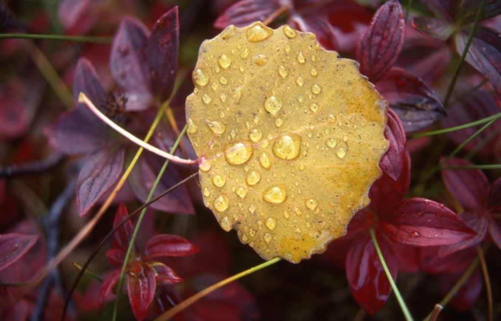 An early user of solar energy.