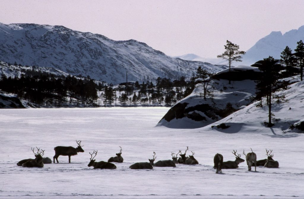 Reindeer in the Arctic